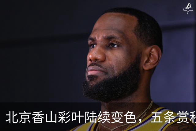 北京香山彩叶陆续变色，五条赏秋线路各有特点